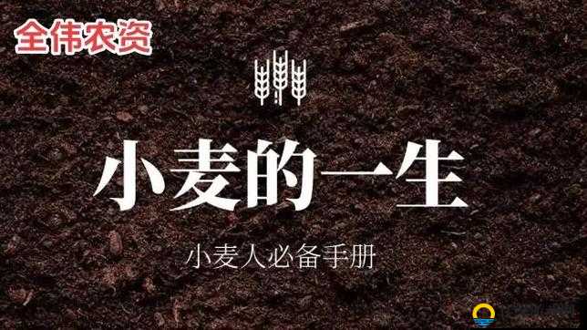 一小时人生，探索小麦种植与灌溉的古老智慧与实践技巧